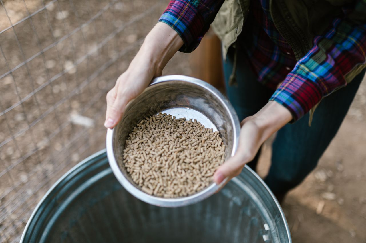 Hands holding a stainless steel bowl filled with pet food pellets, captured outdoors with a soft focus background.